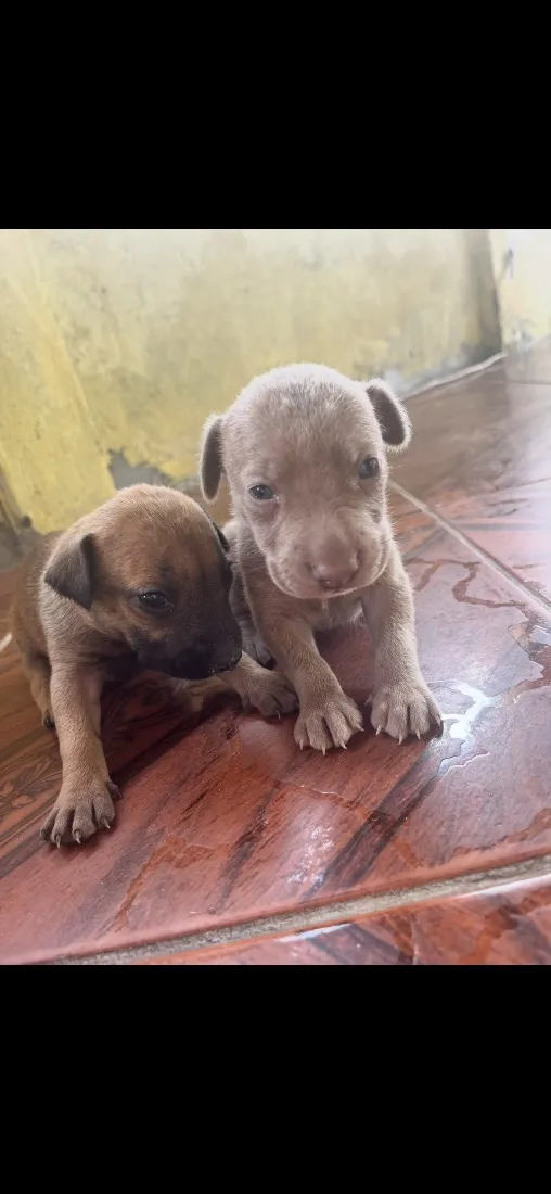 Cachorro raça SRD-ViraLata idade 2 a 6 meses nome Sem nome