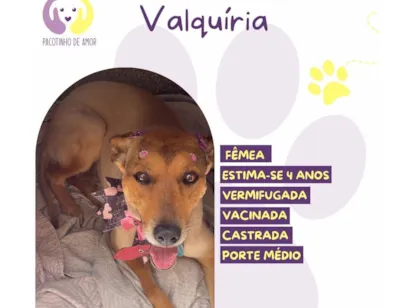 Cachorro raça SRD-ViraLata idade 4 anos nome Valquíria 
