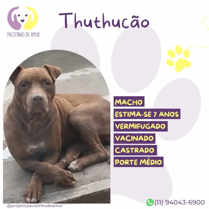 Cachorro raça SRD-ViraLata idade 6 ou mais anos nome Thuthukão