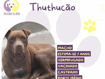 Cachorro raça SRD-ViraLata idade 6 ou mais anos nome Thuthukão
