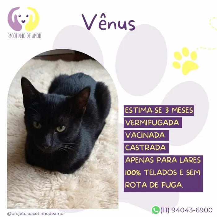 Gato raça SRD-ViraLata idade 2 a 6 meses nome Vênus