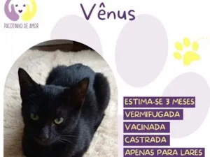 Gato raça SRD-ViraLata idade 2 a 6 meses nome Vênus