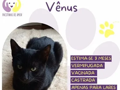 Gato raça SRD-ViraLata idade 2 a 6 meses nome Vênus