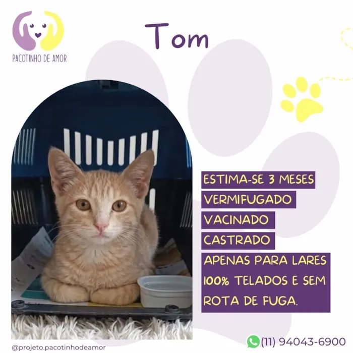 Gato raça SRD-ViraLata idade 2 a 6 meses nome Tom