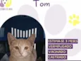Tom