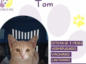 Gato raça SRD-ViraLata idade 2 a 6 meses nome Tom