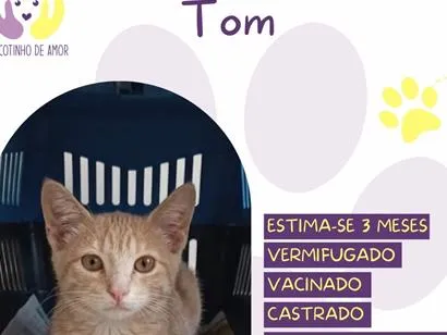 Gato raça SRD-ViraLata idade 2 a 6 meses nome Tom