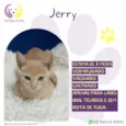 Jerry