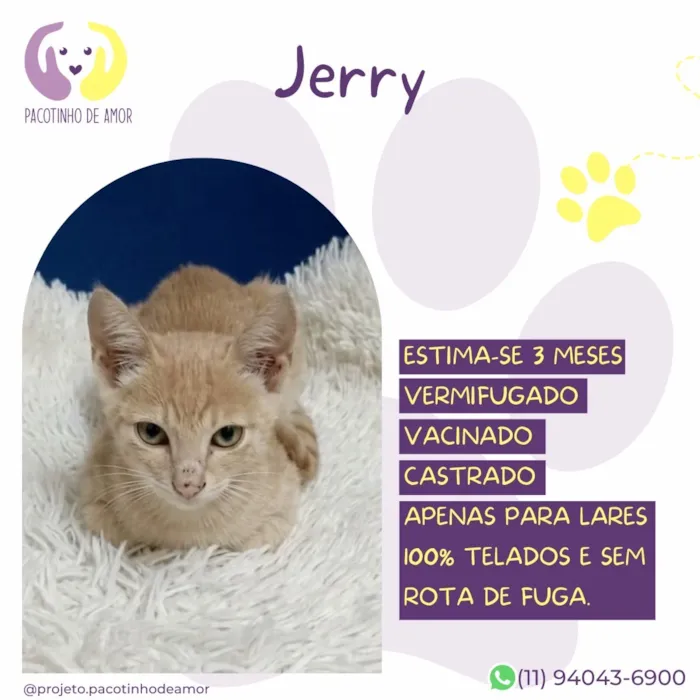 Gato raça SRD-ViraLata idade 2 a 6 meses nome Jerry