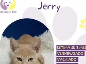 Gato raça SRD-ViraLata idade 2 a 6 meses nome Jerry