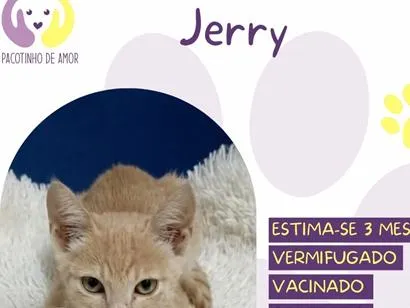 Gato raça SRD-ViraLata idade 2 a 6 meses nome Jerry