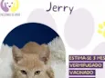 Jerry