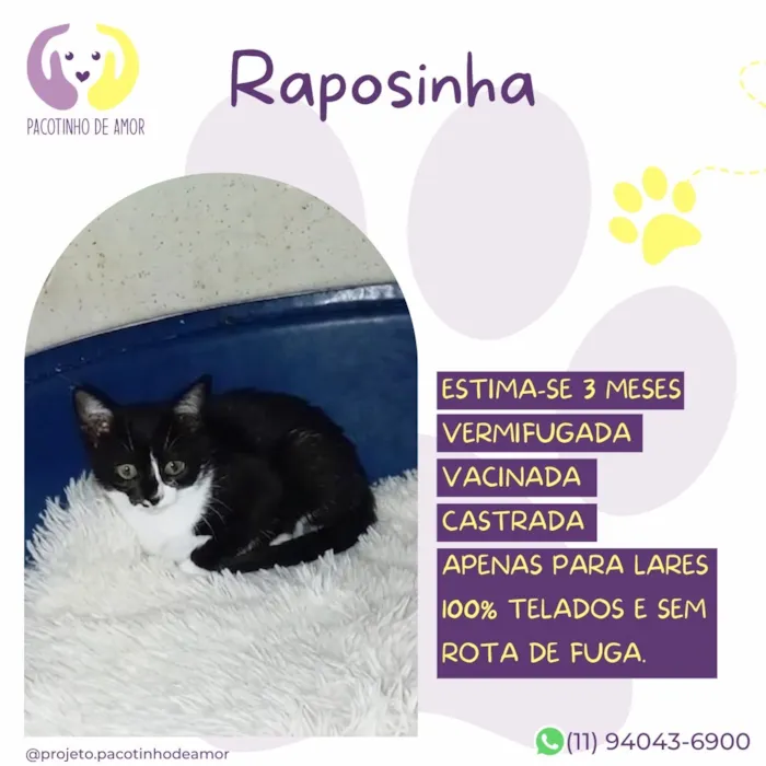 Gato raça SRD-ViraLata idade 2 a 6 meses nome Raposinha