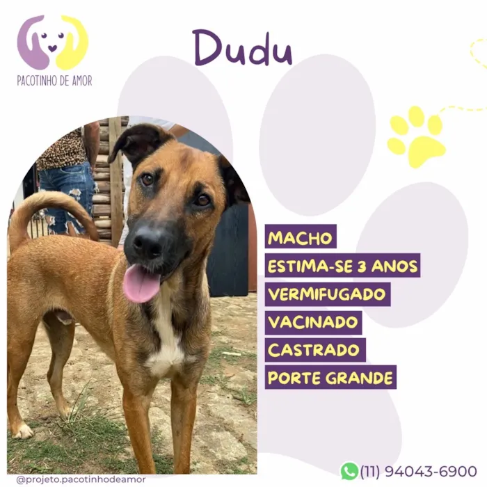Cachorro raça SRD-ViraLata idade 3 anos nome Dudu