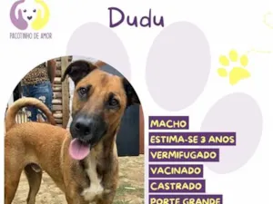 Cachorro raça SRD-ViraLata idade 3 anos nome Dudu