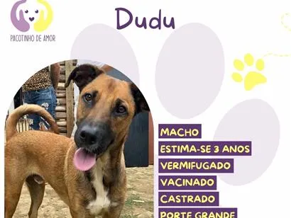 Cachorro raça SRD-ViraLata idade 3 anos nome Dudu