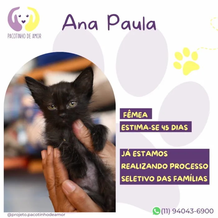 Gato raça SRD-ViraLata idade 2 a 6 meses nome Ana Paula