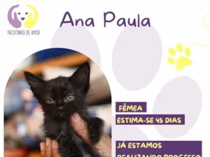 Gato raça SRD-ViraLata idade 2 a 6 meses nome Ana Paula