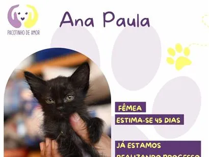 Gato raça SRD-ViraLata idade 2 a 6 meses nome Ana Paula