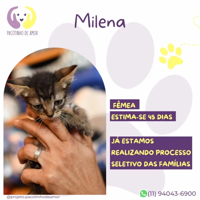 Gato raça SRD-ViraLata idade 2 a 6 meses nome Milena