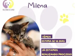 Gato raça SRD-ViraLata idade 2 a 6 meses nome Milena