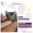 Juliano