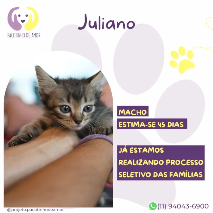 Gato raça SRD-ViraLata idade Abaixo de 2 meses nome Juliano