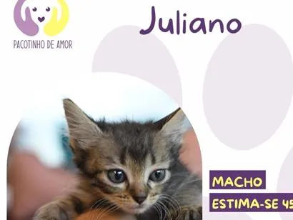 Gato raça SRD-ViraLata idade Abaixo de 2 meses nome Juliano