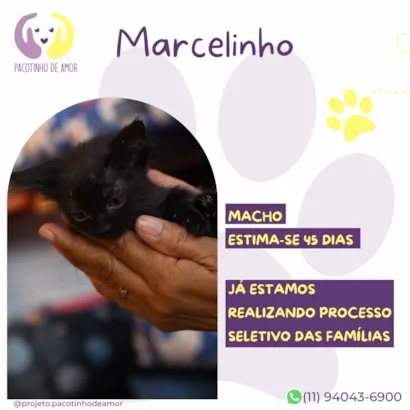 Gato raça SRD-ViraLata idade Abaixo de 2 meses nome Marcelinho