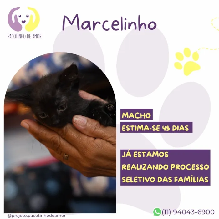 Gato raça SRD-ViraLata idade Abaixo de 2 meses nome Marcelinho