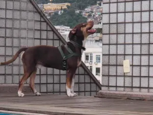 Cachorro raça SRD-ViraLata idade 1 ano nome Snoopy