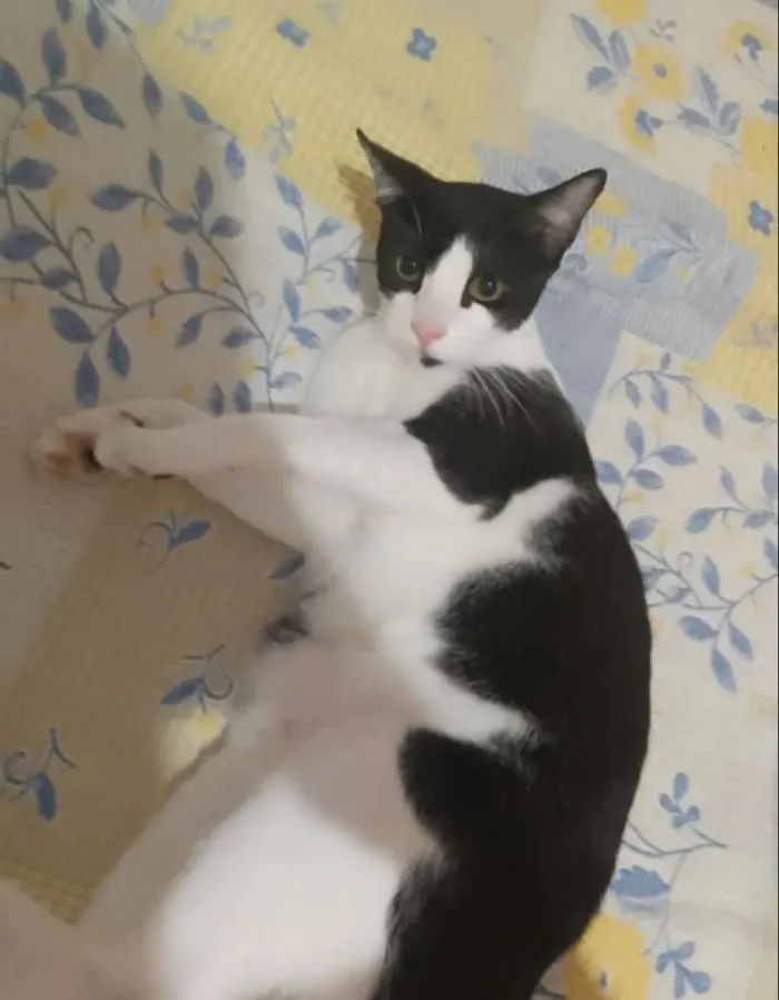 Gato raça SRD-ViraLata idade 1 ano nome Bob