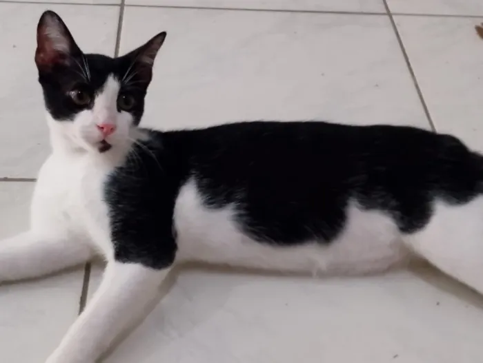 Gato raça SRD-ViraLata idade 1 ano nome Bob