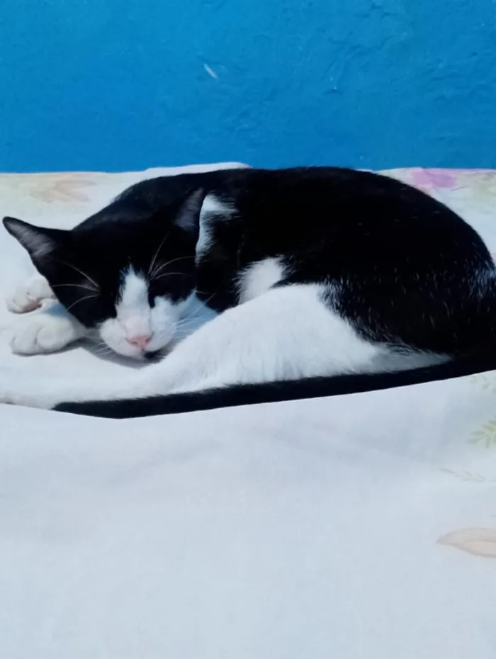 Gato raça SRD-ViraLata idade 1 ano nome Bob