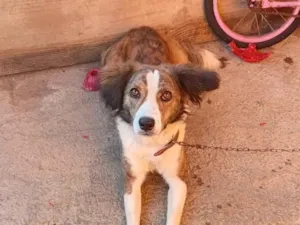 Cachorro raça SRD-ViraLata idade 4 anos nome Lupe