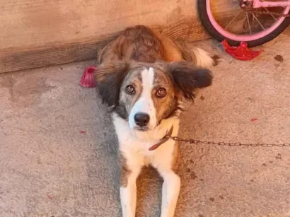 Cachorro raça SRD-ViraLata idade 4 anos nome Lupe