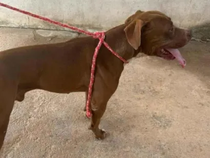 Cachorro raça Pit-Bull idade 1 ano nome Draxx