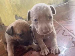 Cachorro raça SRD-ViraLata idade 2 a 6 meses nome Sem nome