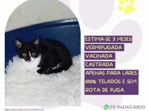 Gato raça SRD-ViraLata idade 2 a 6 meses nome Raposinha