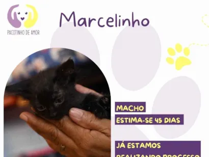 Gato raça SRD-ViraLata idade Abaixo de 2 meses nome Marcelinho