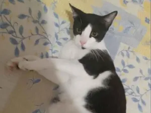Gato raça SRD-ViraLata idade 1 ano nome Bob