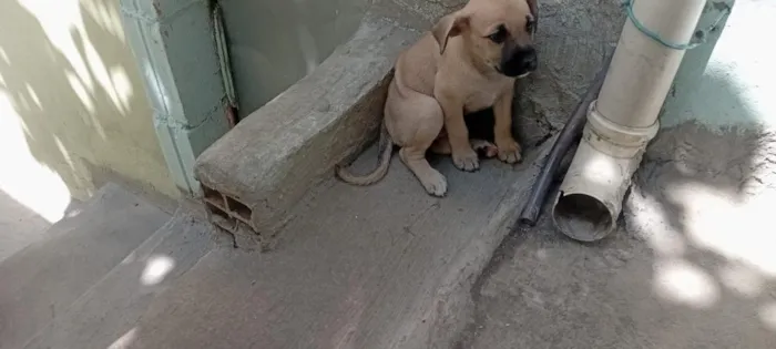 Cachorro raça Pastor Alemão idade 2 a 6 meses nome Brucce