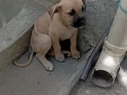Cachorro raça Pastor Alemão idade 2 a 6 meses nome Brucce