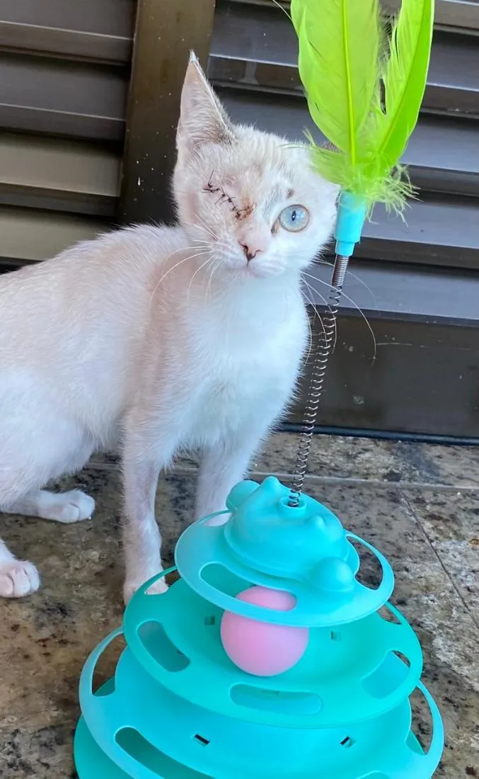 Gato raça SRD-ViraLata idade 2 a 6 meses nome Lola