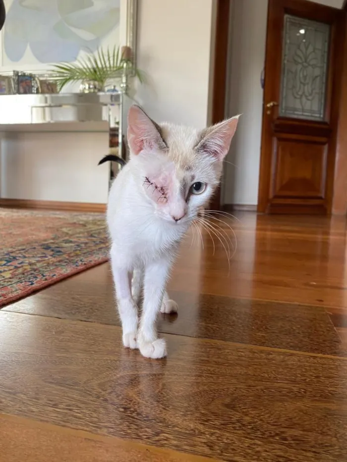 Gato raça SRD-ViraLata idade 2 a 6 meses nome Lola