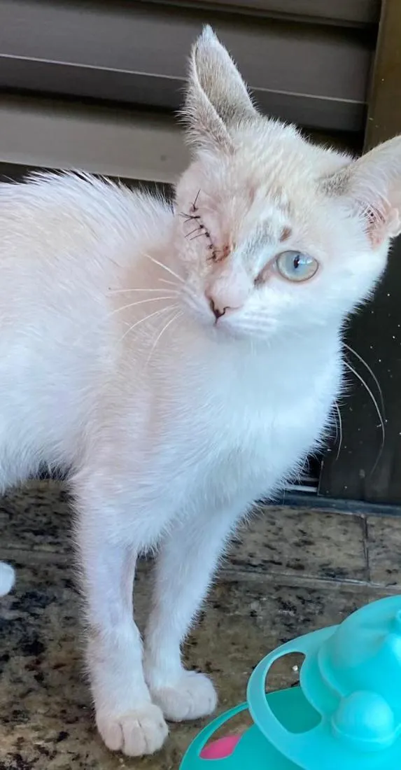 Gato raça SRD-ViraLata idade 2 a 6 meses nome Lola