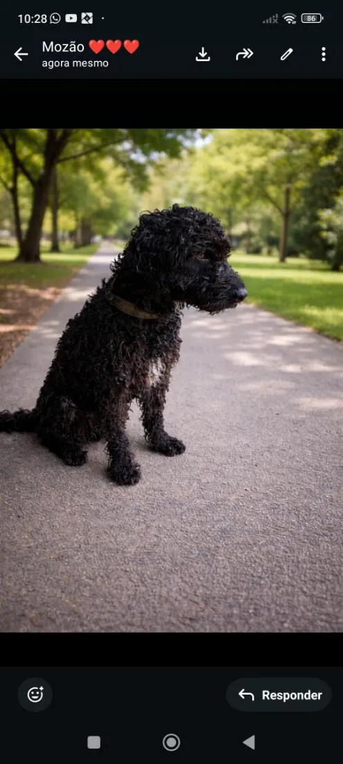 Cachorro raça SRD-ViraLata idade 3 anos nome pretinho 
