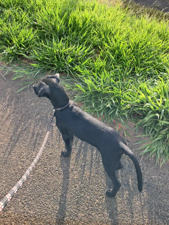 Cachorro raça SRD-ViraLata idade 2 a 6 meses nome pantera