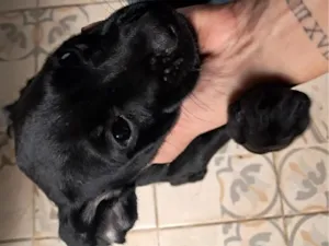 Cachorro raça SRD-ViraLata idade 2 a 6 meses nome pantera