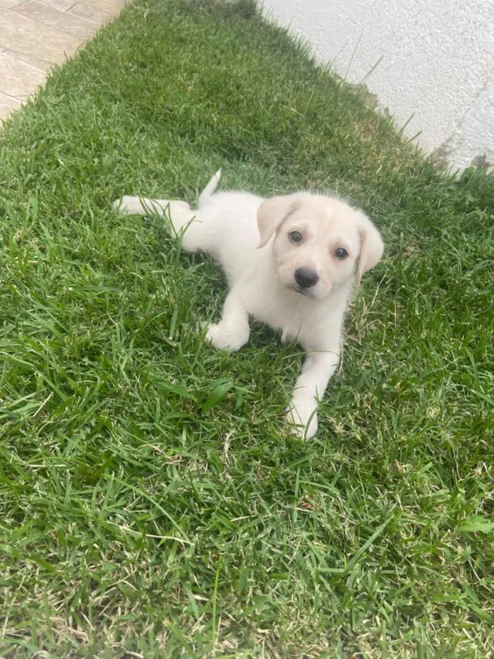 Cachorro raça SRD-ViraLata idade 2 a 6 meses nome Ragnar